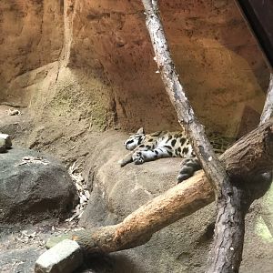 Clouded Leopard