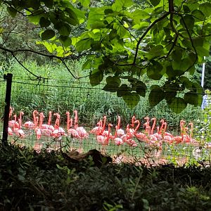 Caribbean Flamingo Flock