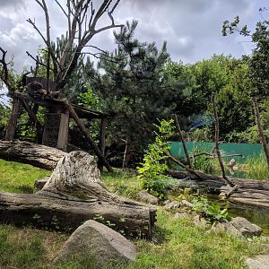 Racoon and European Mink Enclosure