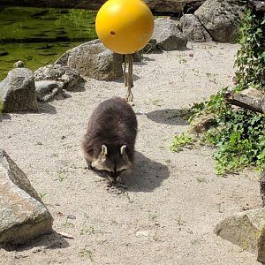 Domestic or North American Racoon?