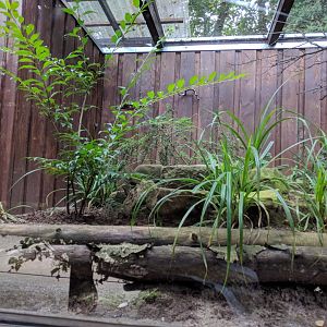 Native Songbirds Aviary right Side