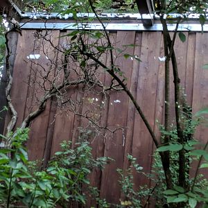 Native Songbirds Aviary left Side