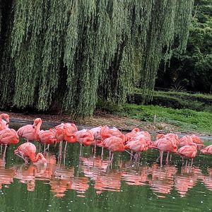 Caribbean Flamingos