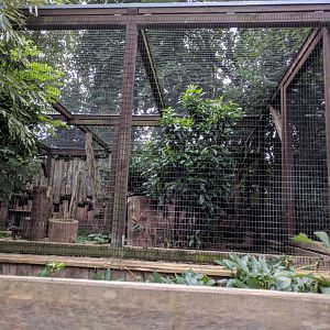 Asian Golden Cat Enclosure