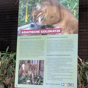 Asian Golden Cat Signage