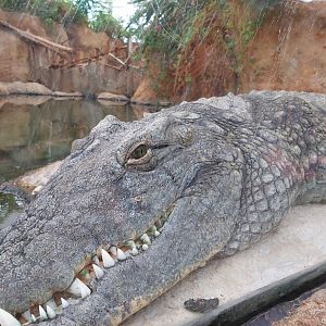 Nile crocodile