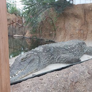 Nile crocodil