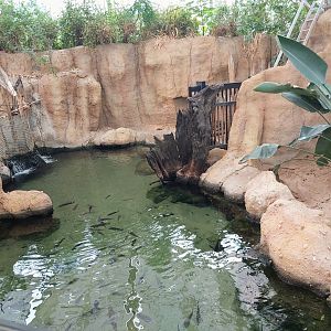 Slender-snouted crocodile enclosure