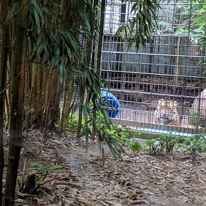 Sumatran Tiger sepperation Cage
