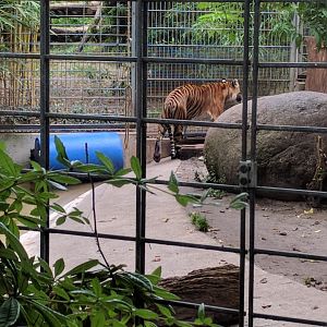 Sumatran Tigress Karis