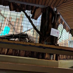 Sumatran Tiger Indoor Enclosure