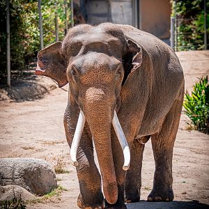 Billy the Asian Elephant