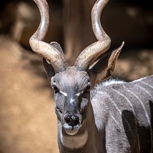 Lesser Kudu