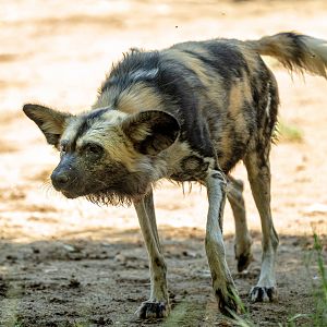 African Painted Dog