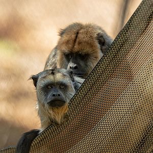 Black Howler Monkey pair