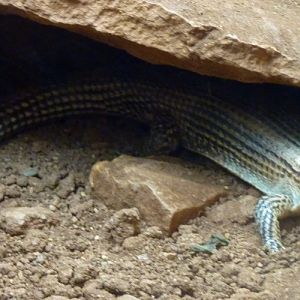 Giant plated lizard (Gerrhosaurus validus)