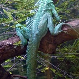 Green basilisk (Basiliscus plumifrons)