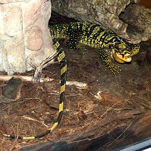 Mindanao water monitor (Varanus cumingi)