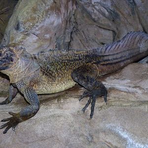 Philippine sailfin lizard (Hydrosaurus pustulatus)