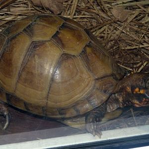 Common box turtle (Terrapene carolina)