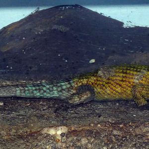 Green spiny lizard (Sceloporus malachiticus)