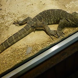 Nile monitor (Varanus niloticus)