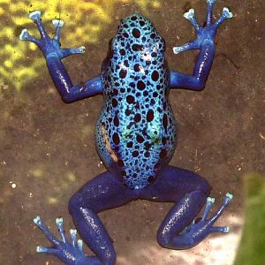 Blue poison dart frog (Dendrobates tinctorius 'Azureus')
