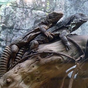 Oaxacan spiny-tailed iguanas (Ctenosaura quinquecarinata)