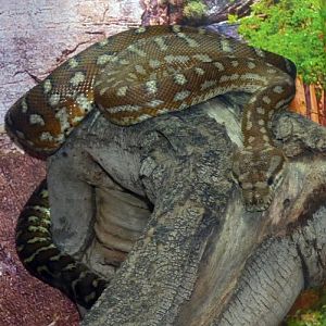 Bredl's carpet python (Morelia spilota bredli)