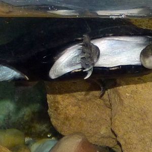 Snake-necked turtle...