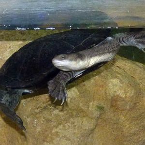 Snake-necked turtle....