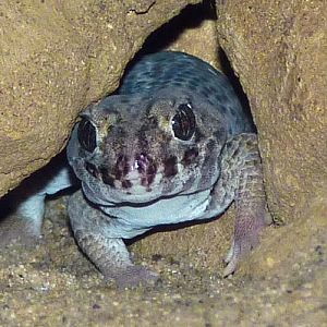 Persian wonder gecko (Teratoscincus scincus keyserlingii)