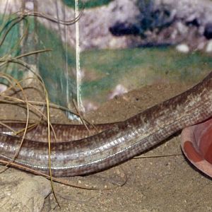 European legless lizard (Ophisaurus apodus)