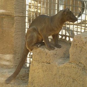 Fossa (Cryptoprocta ferox)