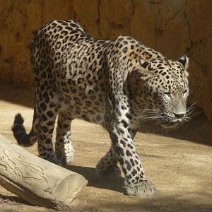 Common leopard (Panthera pardus)