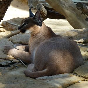 Caracal (Caracal caracal)