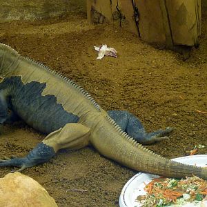 Rhinoceros iguana (Cyclura cornuta)