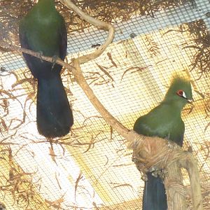 Green turaco (Tauraco persa) pair