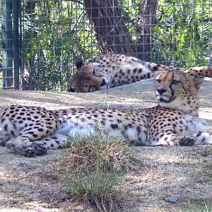 Cheetah (Acinonyx jubatus) couple