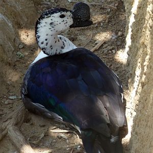 Comb-crested duck (Sarkidiornis melanotos)