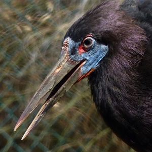 Abdim's stork (Ciconia abdimii)