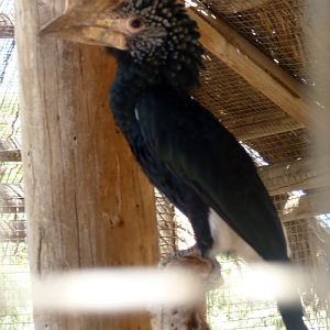 Grey-cheeked hornbill (Bycanistes subcylindricus)
