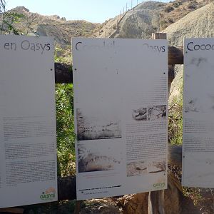 Very withered signage about crocodiles