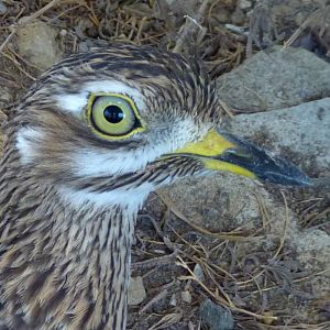 Spotted thick-knee (Burhinus capensis) portrait