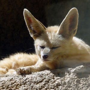 Sand fox (Vulpes rueppellii)