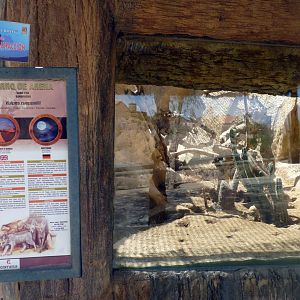 Sand fox enclosure and signage