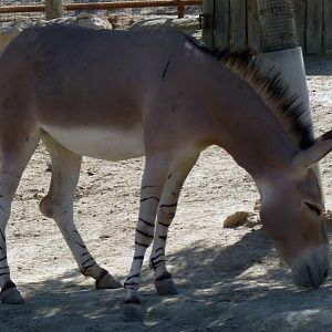 Somali wild ass (Equus africanus somalicus)