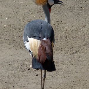 Grey crowned crane (Balearica regulorum)