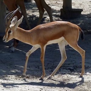 Saharan dorcas gazelle (Gazella dorcas osiris)