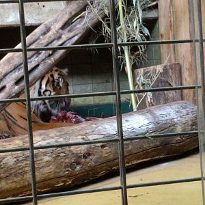 Tebo enjoys his meal